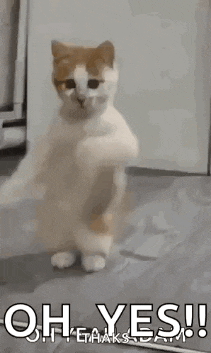 Dancing Cat Dance Gif GIF