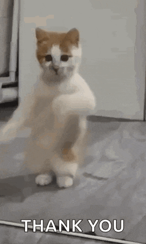 Dancing Cat Dance Gif GIF