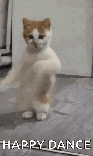 Dancing Cat Dance Gif GIF