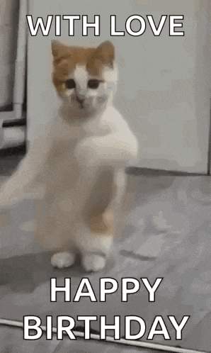 Dancing Cat Dance Gif GIF