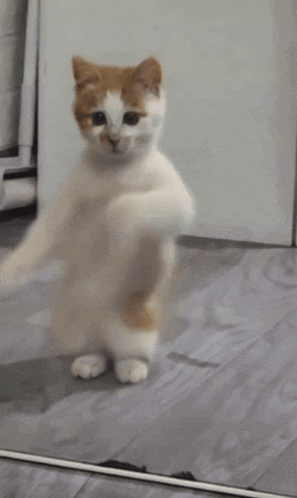 Dancing Cat Dance Gif GIF