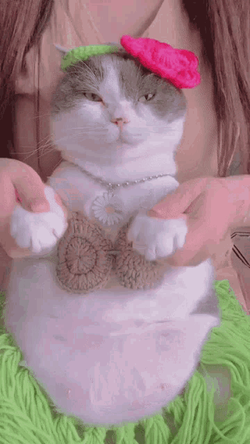 Dancing Cat Hawaiian GIF