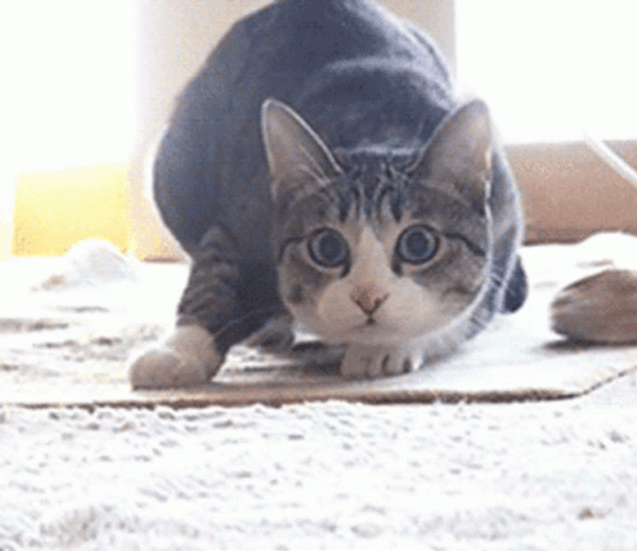 Dancing Cat Hip Wiggle GIF