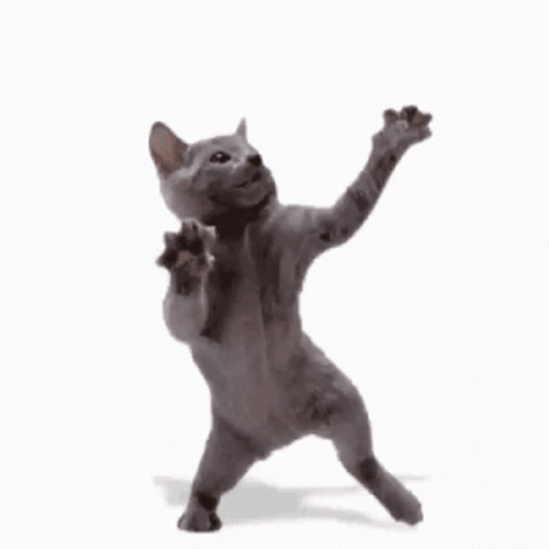 Dancing Cat In Two Feet GIF