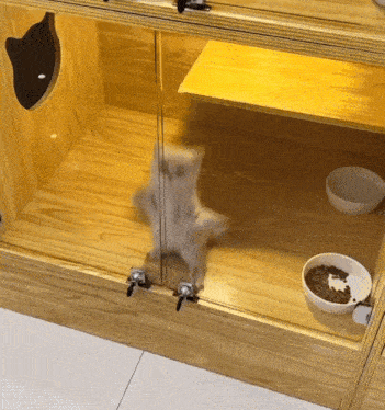 Dancing Cat Jump Cat Gif GIF