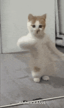 Dancing Cat Kitten Gif GIF