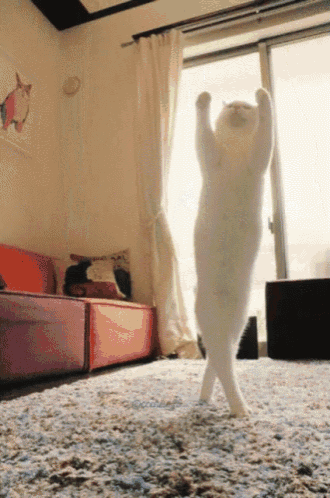 Dancing Cat Near Window GIF