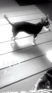 Dancing Chihuahua Happy Hump Day Meme GIF