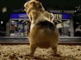 Dancing Chipmunk Dog Meme GIF