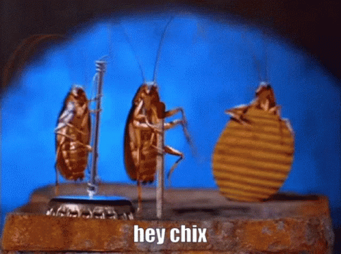 Hey Chix Dancing Cockroach GIF