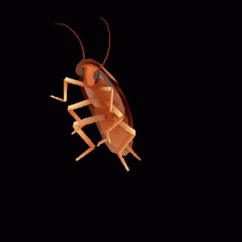 Brown Banded Dancing Cockroach GIF