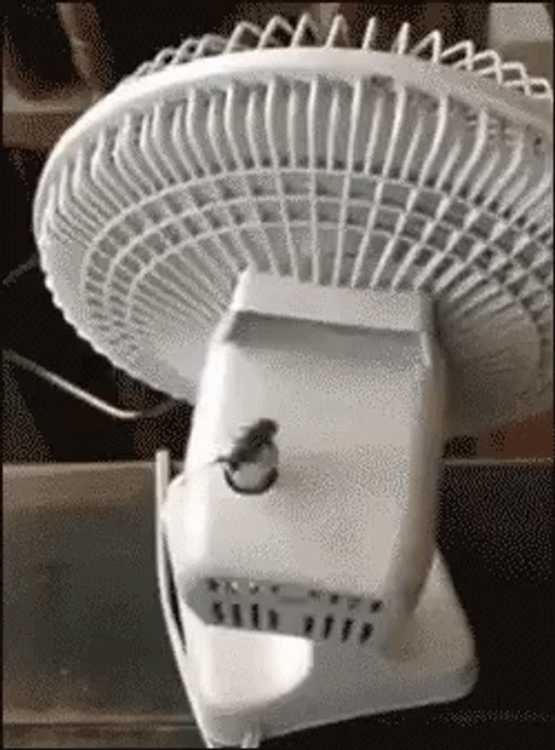 Dancing Cockroach On Fan GIF
