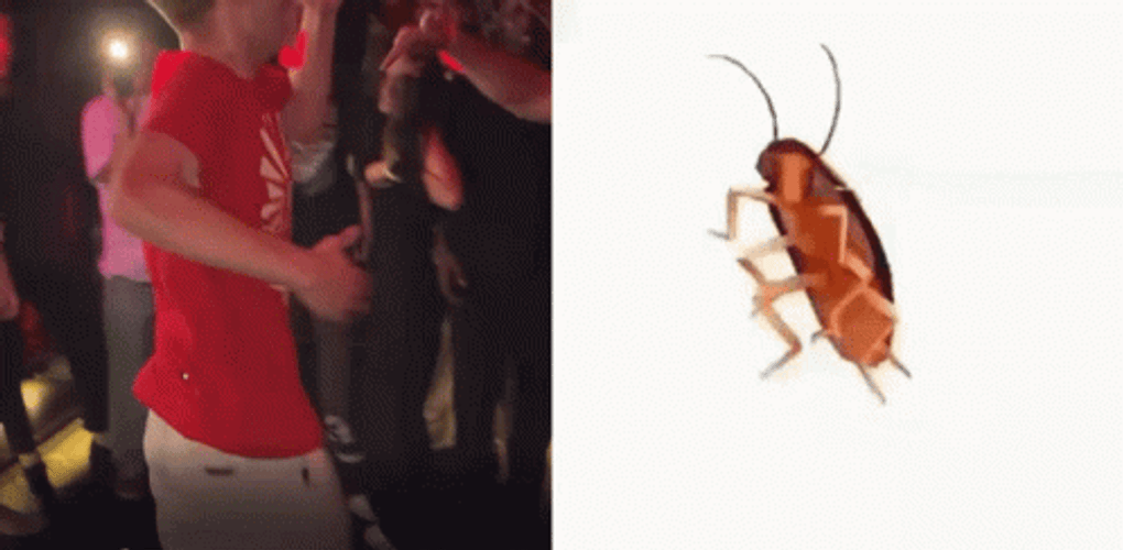 Dancing Cockroach Showdown GIF