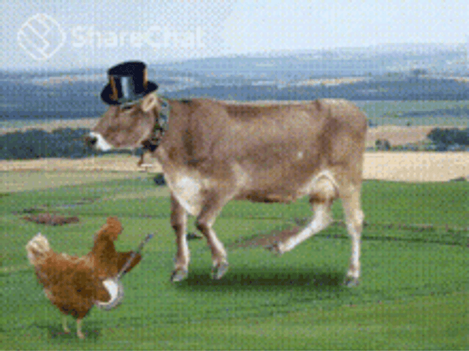 Dancing Cow And Chicken Playing Instrument GIF