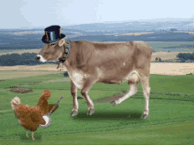 Dancing Cow And Musician Chicken GIF