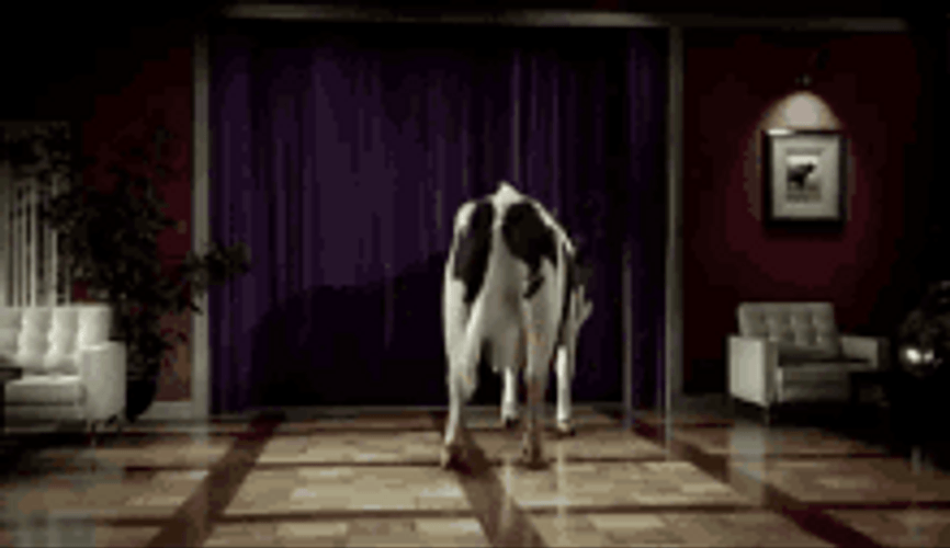 Dancing Cow In A Dark Room GIF