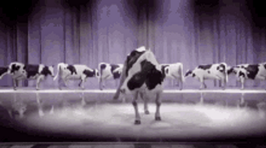 Dancing Cow With Back Up Dancers GIF