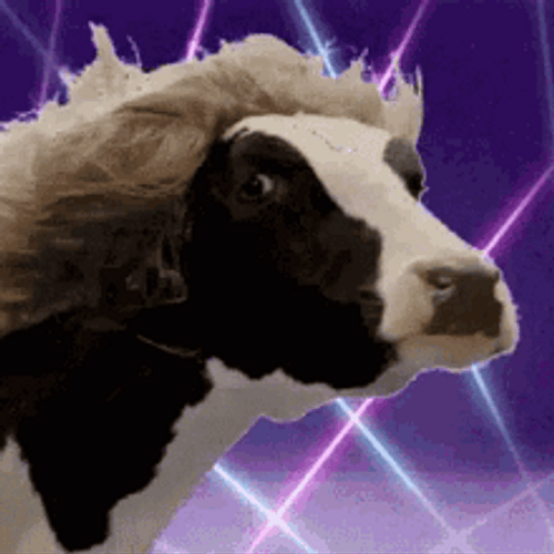 Dancing Cow With Disco Lights GIF
