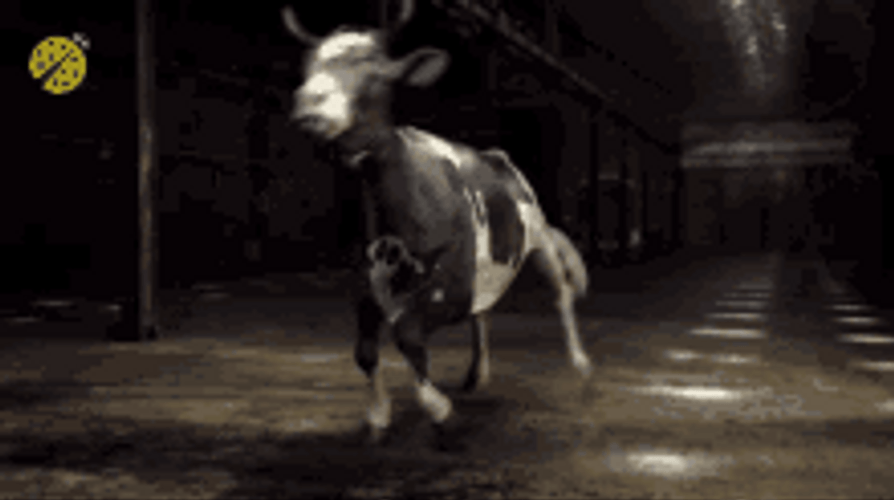 Dancing Cow With Kicking Movements GIF