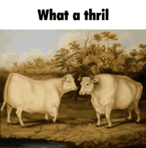 Dancing Cows Having A Thrill GIF