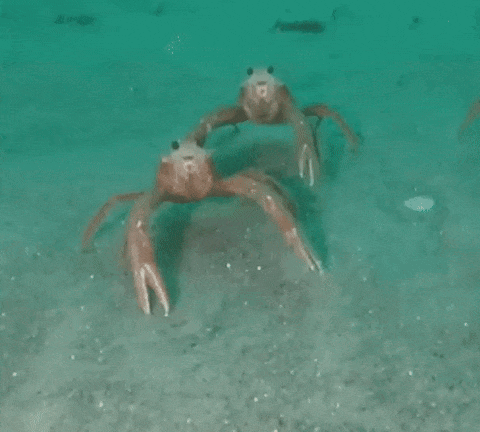 Dancing Crabs Water, One With O on Face