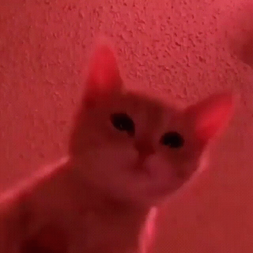 Dancing Cute Cat Party GIF