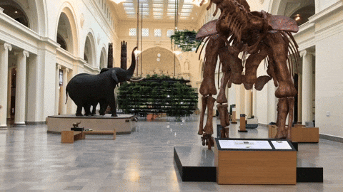Dancing Dino Running Around Museum GIF