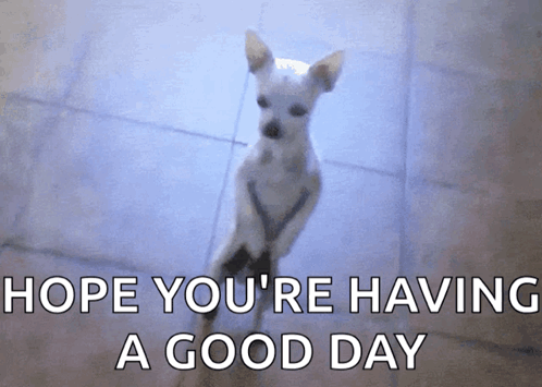 Dancing Dog Hope You're Having A Great Day GIF