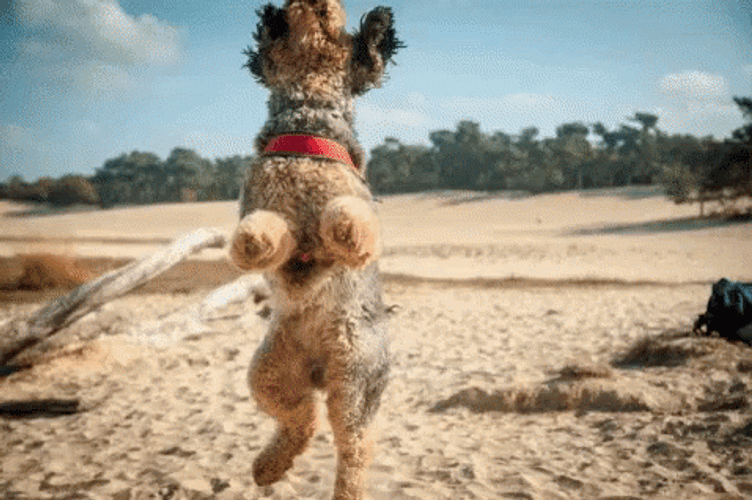 Dancing Dog Jump Shot GIF