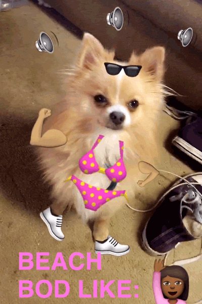 Dancing Dog Meme Beach Bod GIF