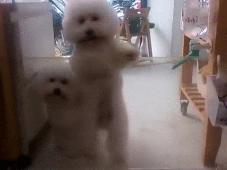 Dancing Dog Meme Cute Puppy GIF