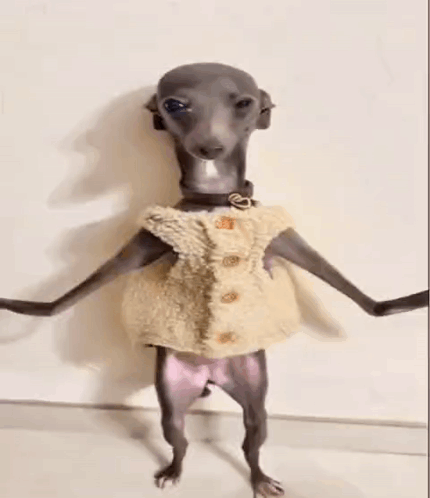 Dancing Dog Meme Italian Greyhound GIF