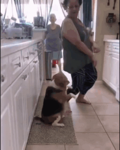 Dancing Dog With Grandma Meme GIF