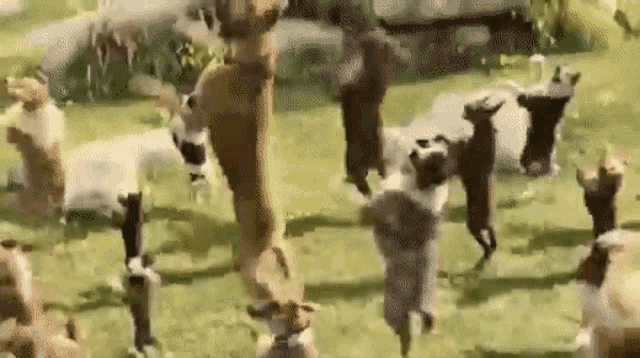 Dancing Dog Zumba Party GIF