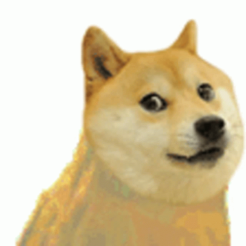 Dancing Doge Serious Look GIF