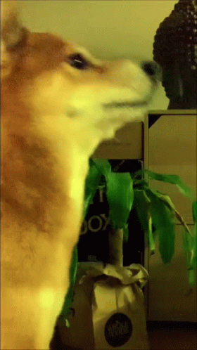 Dancing Doge With Colorful Lights GIF