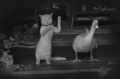 Dancing Duck Cat Swaying Black And White GIF