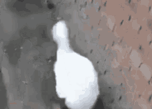 Dancing Duck Funny Wiggle Walk GIF