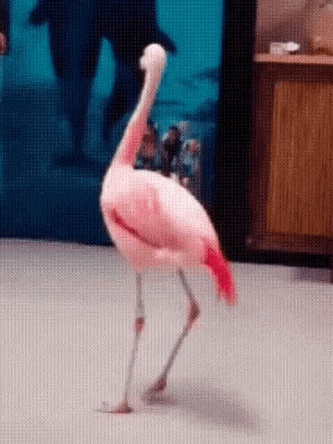 Dancing Flamingo Bird GIF