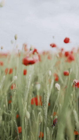 Dancing Flowers In Happy August GIF