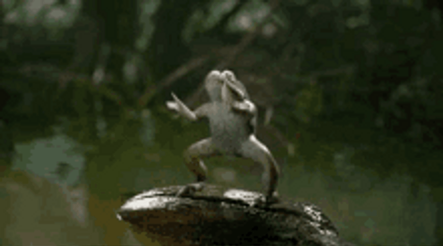 Dancing Frog Funny Rain Ritual Praise GIF