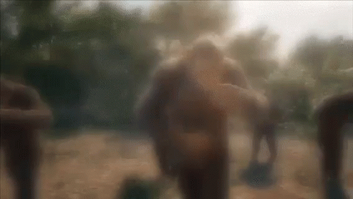 Dancing Gorillas Gods Plan GIF