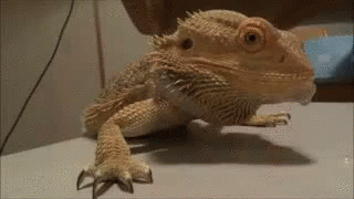 Dancing Lizard Bearded Dragon GIF