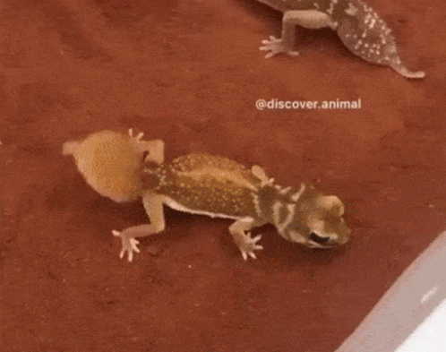 Dancing Lizard Raising Its Tail GIF