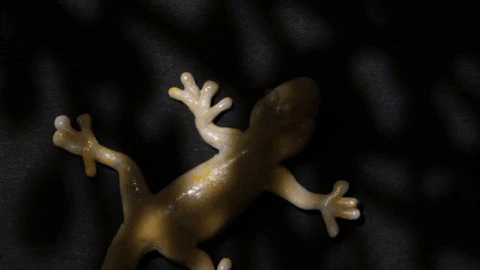Dancing Lizard Wiggling Its Body GIF