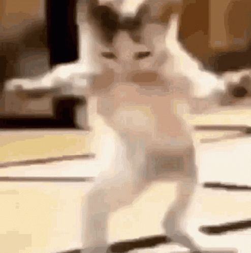 Funny Cat Standing Dancing Meme GIF