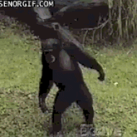 Dancing Monkey Action GIF