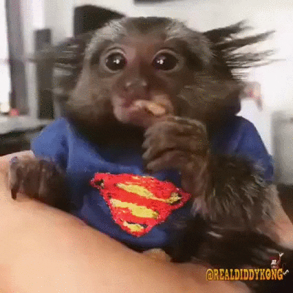 Dancing Monkey Costume GIF