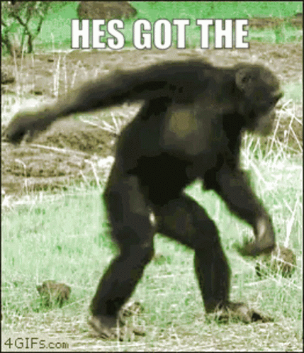 Dancing Monkey Got The Moves Meme GIF