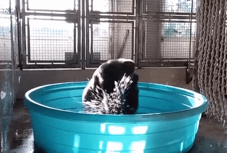 Dancing Monkey In Tub GIF